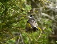 honeyeater1.jpg