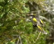 honeyeater2.jpg