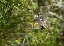 honeyeater3.jpg