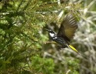 honeyeater4.jpg