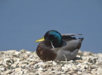 Mallard dozing.jpg