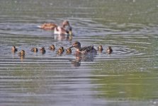 Mallard Mum ten.jpg