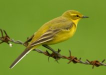 Yellow-Wagtail20.jpg