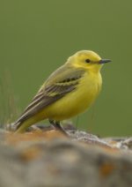 Yellow-Wagtail17.jpg