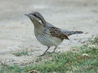 Wryneck 4641.jpg