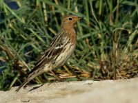 Red-throated Pipit 2566.jpg