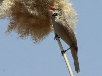 Clamerous Reed Warbler 3840.jpg