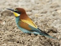 Bee-Eater 2755.jpg