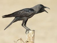 House Crow 3123.jpg