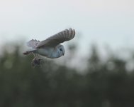 barnowl5.jpg