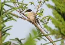 Azure-winged Magpie.jpg