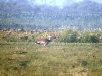 Great Bustard.jpg