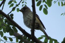 Chinese Grosbeak.jpg