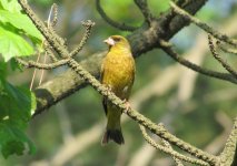 Oriental Greenfinch.jpg