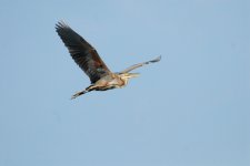 Purple Heron.jpg