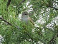 Oriental Reed Warbler.jpg