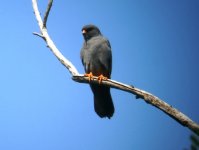 Redfooted Falcon Male.jpg