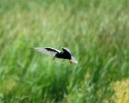 White Winged Tern.jpg