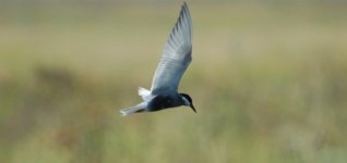 Whiskered Tern.jpg