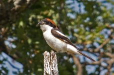 1Shrike Woodchat (lanius senator) 5 Napi Valley upper Lesvos 1305111LQ.jpg