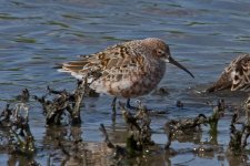 1Sandpiper Curlew ( caldidris ferrunginea ) 1 Skala Kaloni Saltpans Lesvos 0605111LQ.jpg