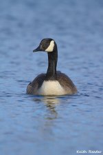 canada_goose_brandon_6_RT.jpg