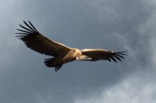 Cape Vulture 05.jpg