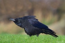 carrion_crow_RT_2.jpg