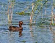 Ferruginous-duck.jpg