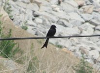 Black Drongo.jpg