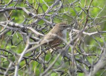 Chinese Hill Warbler.jpg