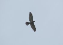 Chinese Sparrowhawk.jpg