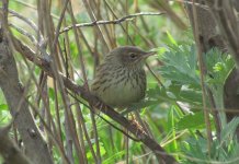 Lanceolated Warbler.jpg