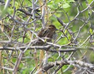 Little Bunting.jpg