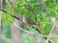 Pallas's Leaf Warbler.jpg