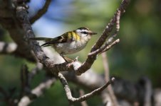 Firecrest-(12)-copy.jpg