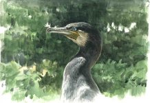 Great cormorant.jpg