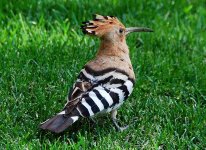 BF Hoopoe.jpg