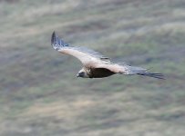 BF Griffon Vulture.jpg