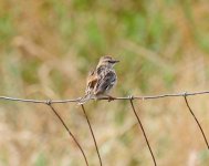 BF Zitting Cisticola.jpg