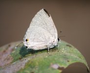 Lycaenid sp. Marakissa. 08.02.09..JPG