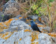 BF Blue Rock Thrush.jpg