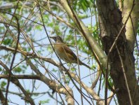 Eye-browed Thrush.jpg