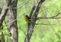 Yellow-rumped Flycatcher.jpg