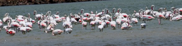 BF Greater Flamingos 2.jpg