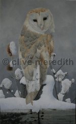 barn owl2 002 (Medium).jpg