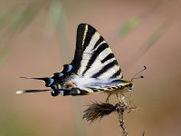 BF Southern Scarce Swallowtail.jpg