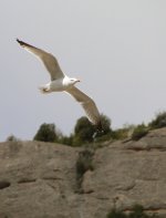 aaa Gull email.jpg