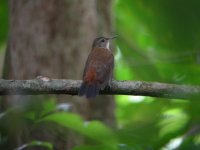 grey-throated leaftosser.jpg