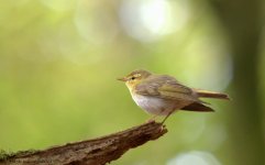 wood warbler.jpg